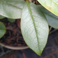 Rhododendron cf. pseudomaddenii SDR9423